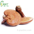 Polysaccharide d&#39;extrait de champignon Reishi Ganoderma lucidum